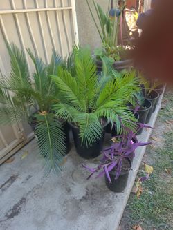 Sago Palm