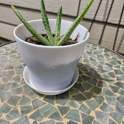 Aloe Vera Plant