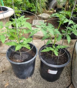 Tomato plant in 5-gal nursery pot with tomato cages @$9 each