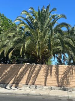 Beautiful big palm tree
