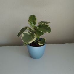 Variegated Pepperonia Plant