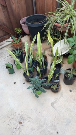 Succulents ( aloe snake plants etc)