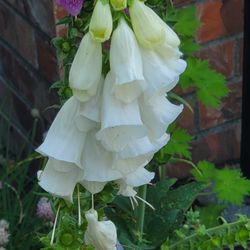 White & Pink Foxgloves 
