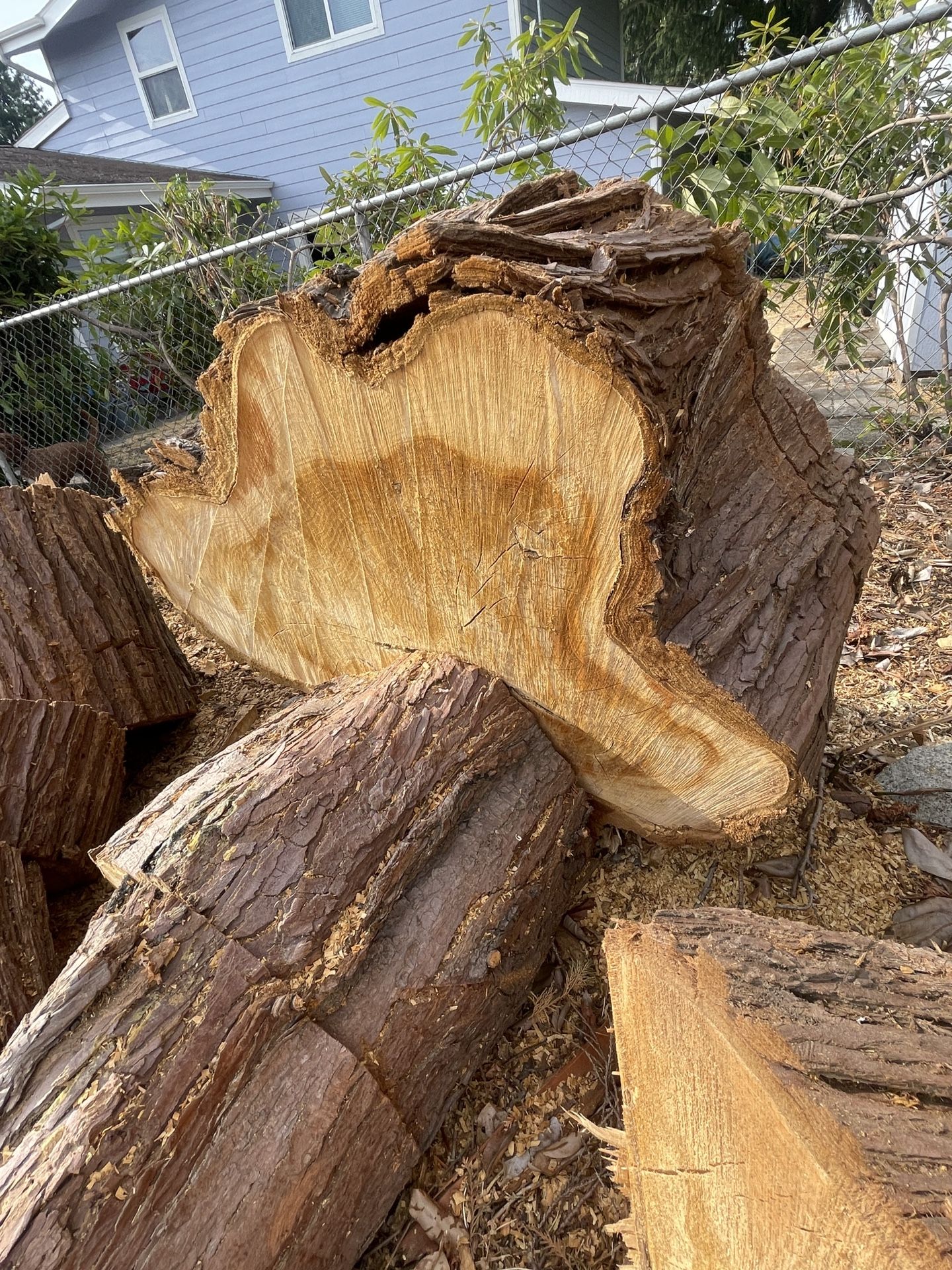 Newly Cut Cypress Cedar