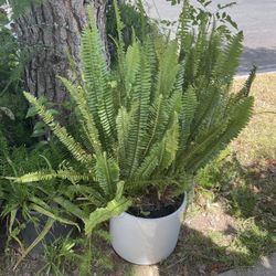 Green Fern Plant