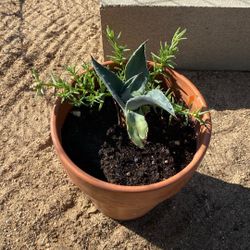 Agave & Succulent Plant 