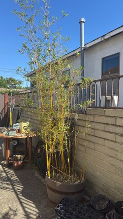 Bamboo in resin barrel variety  Robert Young