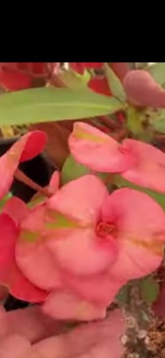 Corona de cristo Planta/ Crown Of Thorns Plant 🪴