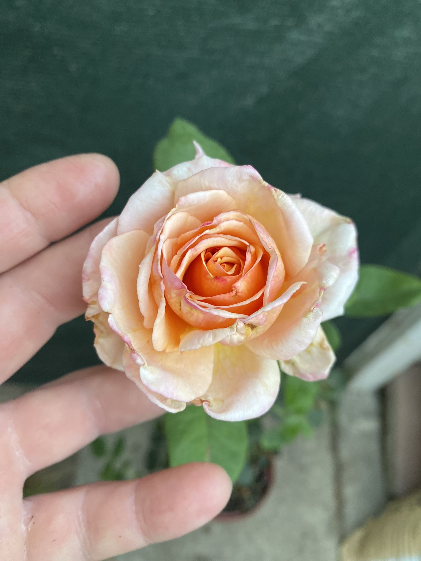 STRIKE IT RICH ROSE BISH BLOOMING SMALL PLANT, Very Fragrant Flower Is In 8 Inch Pot Pick Up Only