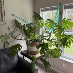 Monstera Deliciosa 