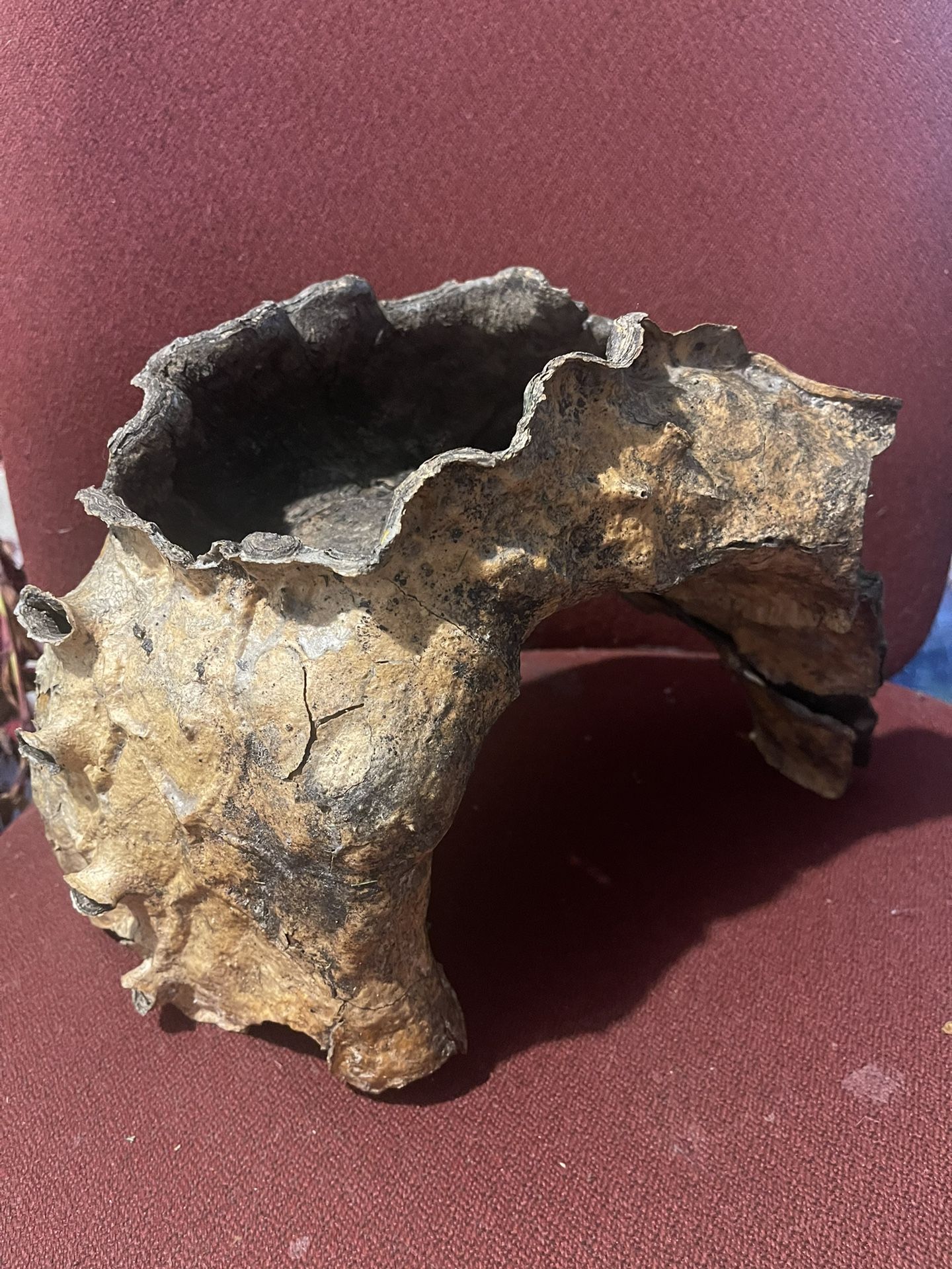 Saguaro Ribs, Whole Skeletons, Saguaro Boots, Williw Whisper, Ocotillo, Cholla Skeleton