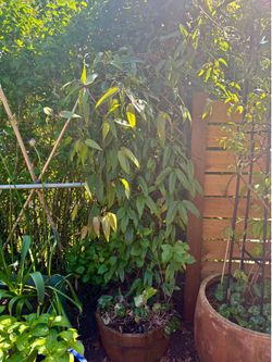 Large Evergreen Clematis Plant
