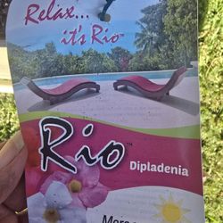 Daipladenia Plant $35 Obo 