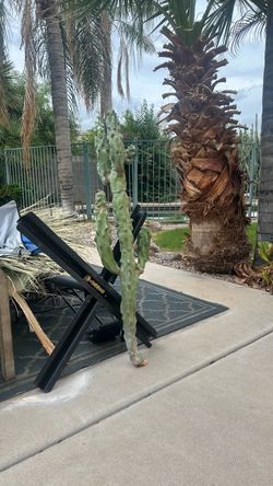 Monstrous Totem Pole Cactus