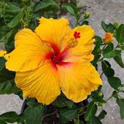 Hibiscus 🌺🌺🌺 Plant 