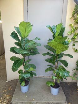 Pair of Ficus Lyrata Fiddle Fig Tree House Plants 8.5” Pots