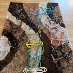 Halter And Leads 