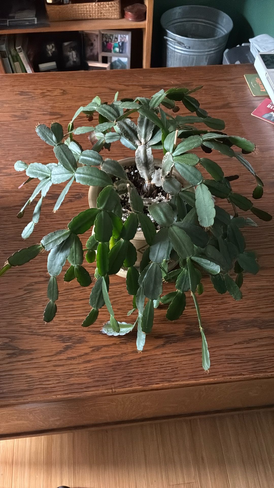 Christmas Cactus