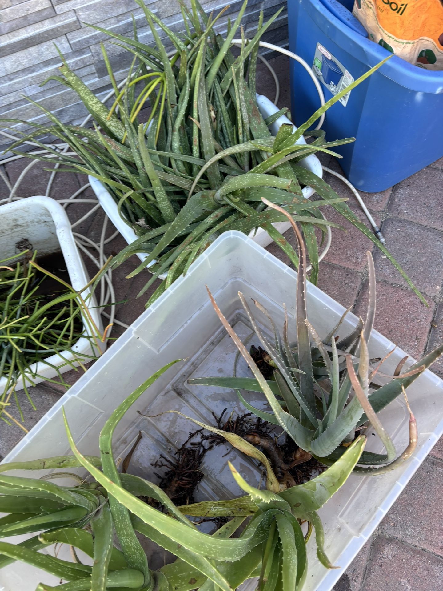 Aloe Vera/Fire Stick