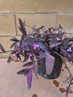 Purple Heart Plant