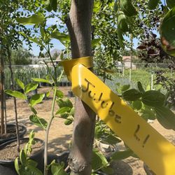 Jujube Tree 25gal Many Available 