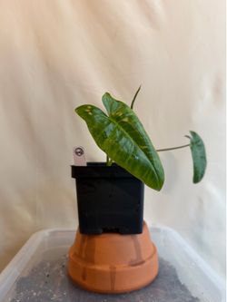 (#3) Philodendron 'Paraiso Verde'