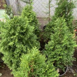 2-3 F Arborvitae Trees 