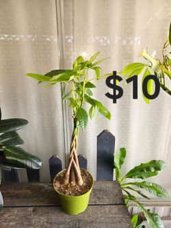 Money Tree