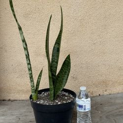 Snake Plant/Lengua De Suegra