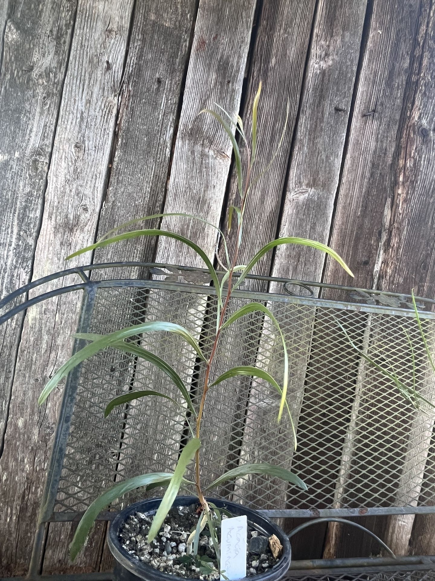 Live Plants: Acacia acuminata Typical Variant & Narrow Phyllode Variant