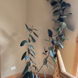 Large Size potted house Plant 