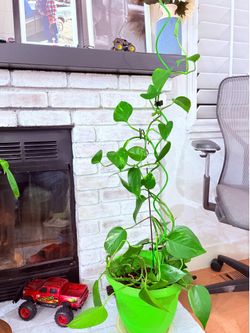 Vibrant Golden Pothos, Pothos or Devils Ivy