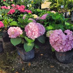 Hydrangeas 