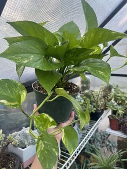 Pothos Plant
