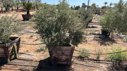 Olive trees