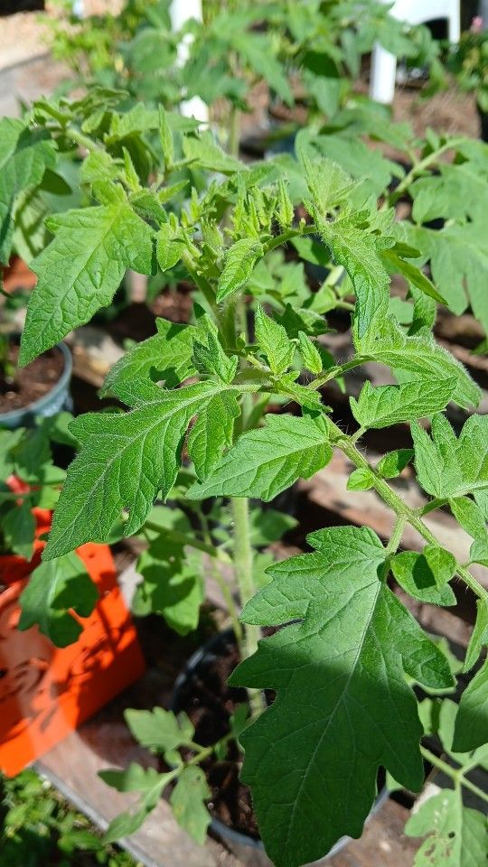 Beefsteak 🍅  TOMATO  PLANT