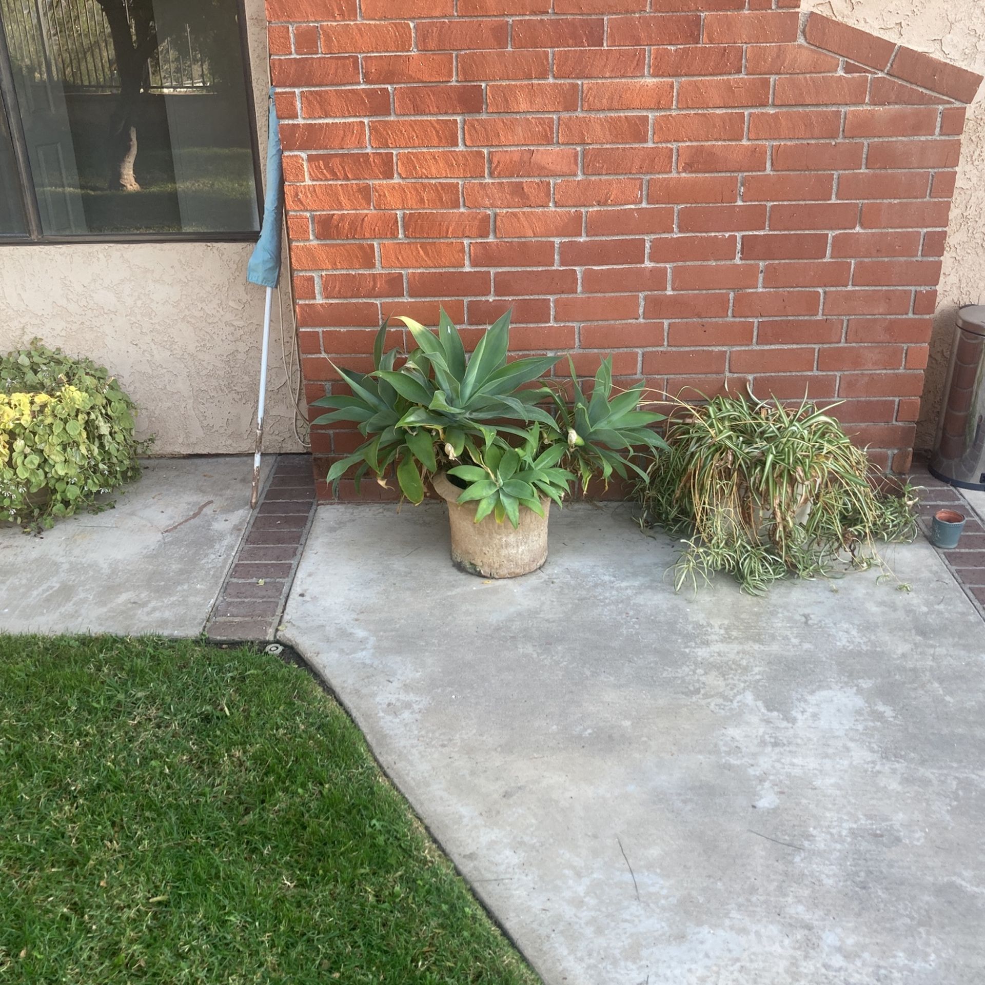 Plants