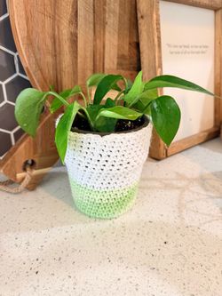 Pothos Plant in Crochet Pot Cover