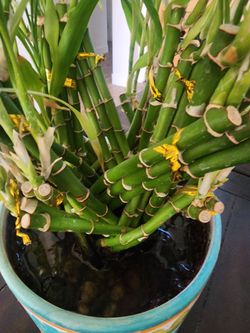 Bamboo Pot