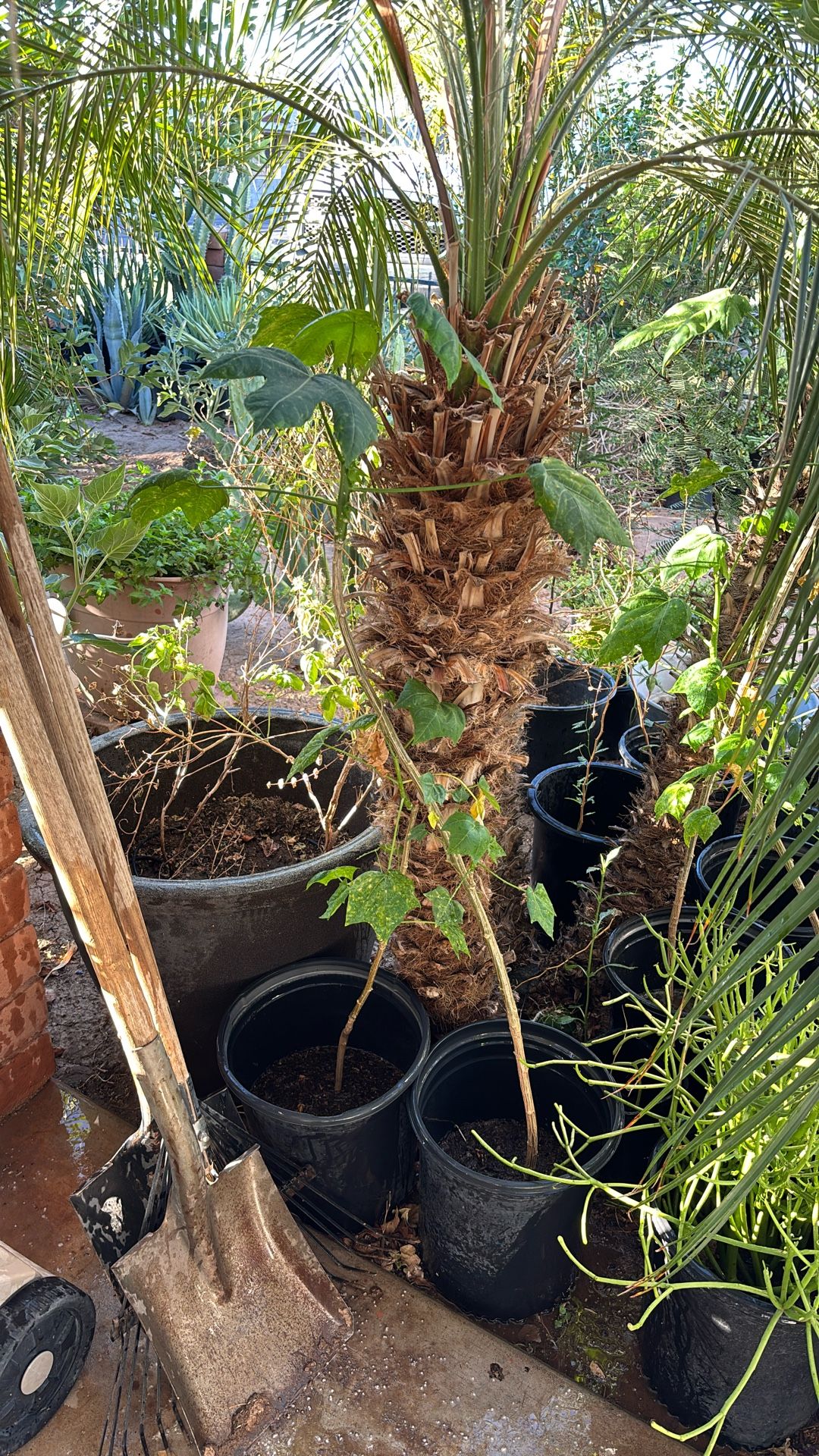 Chaya $30 Each Plant
