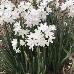 Paper White Bulbs 100 For $20 Dollars 