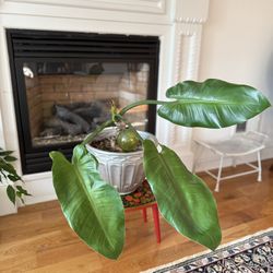 Philodendron Rugosum Aberrant Form. Live plant.