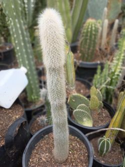 Old man cactus plant