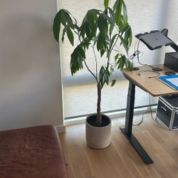 Money Tree In Grey Pot