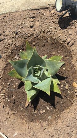Soap Aloe Plant