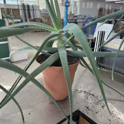 Aloe Vera Planter