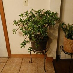 Beautiful Old Jade Plant