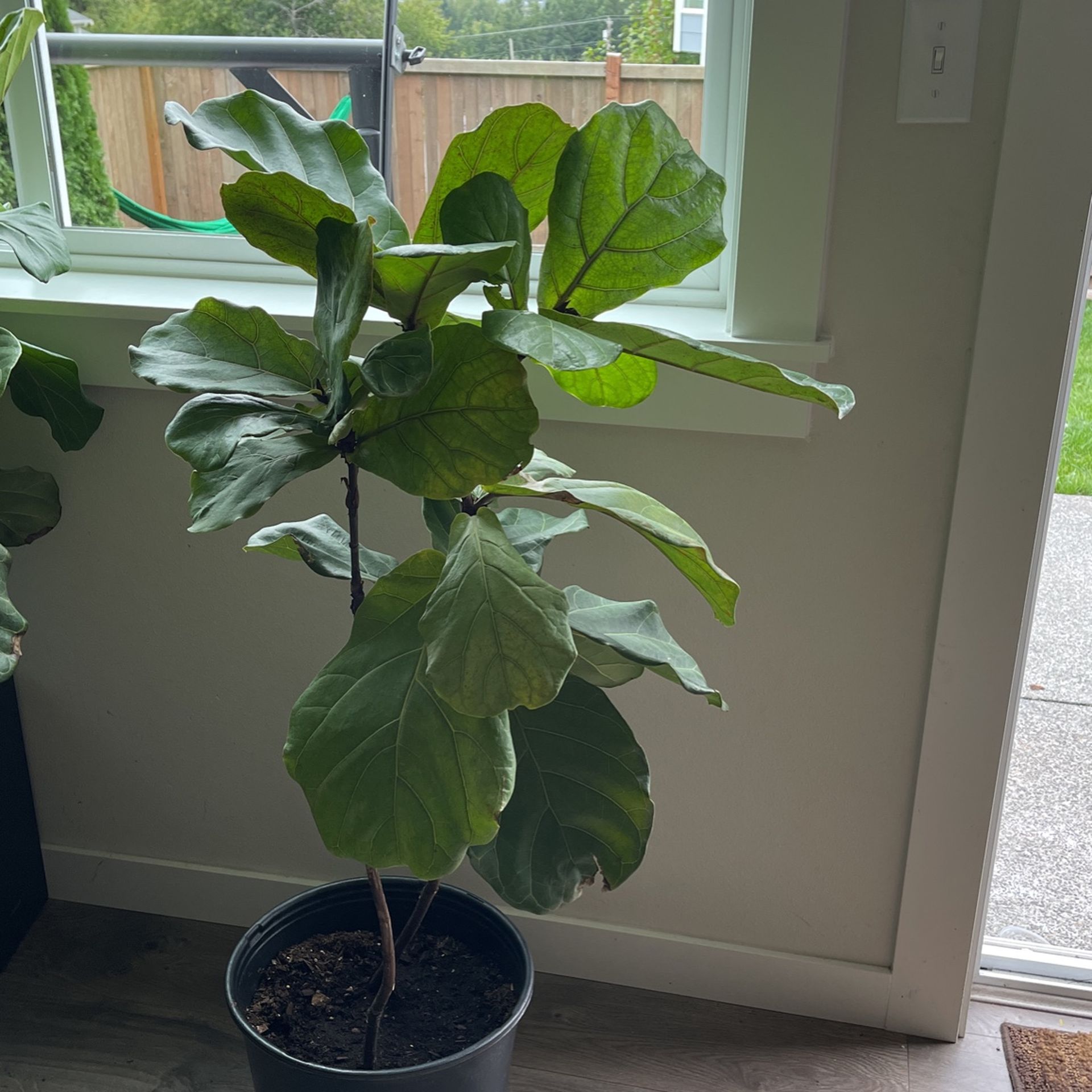 Fiddle Leaf Plant 45 Inches Tall