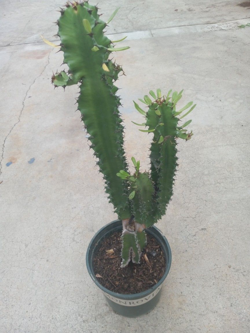 NEW SUCCULENTS NICE CACTUS 18.00 DLLS