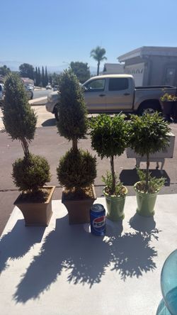 Plants-faux for staging
